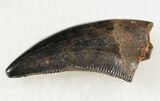 Small Tyrannosaur or Large Raptor Tooth - Judith River #20370-1